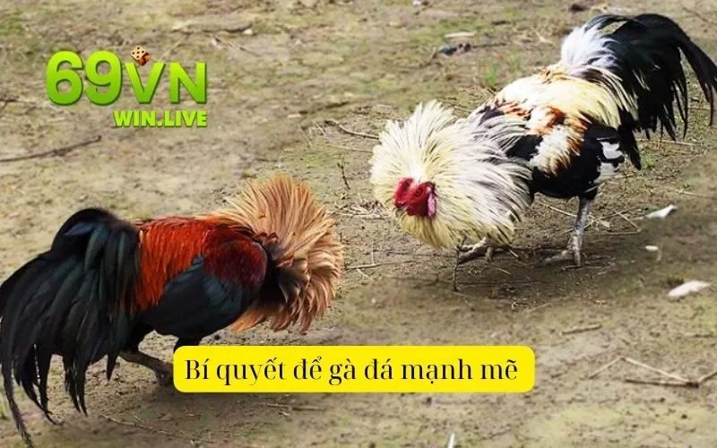 Bí quyết để gà đá mạnh mẽ