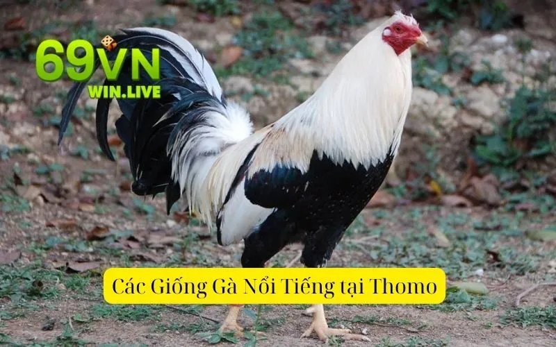 Các Giống Gà Nổi Tiếng tại Thomo