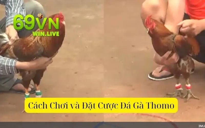 Cách Chơi và Đặt Cược Đá Gà Thomo