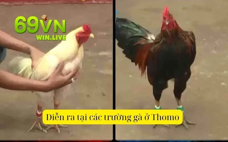 Cách Chơi và Đặt Cược Đá Gà Thomo