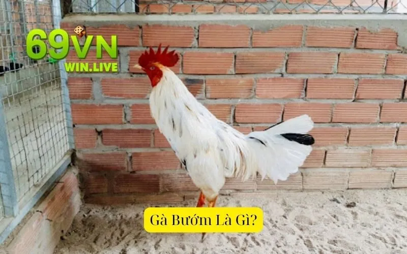 Gà Bướm Là Gì?