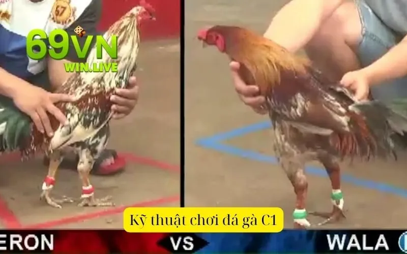 Kỹ thuật chơi đá gà C1