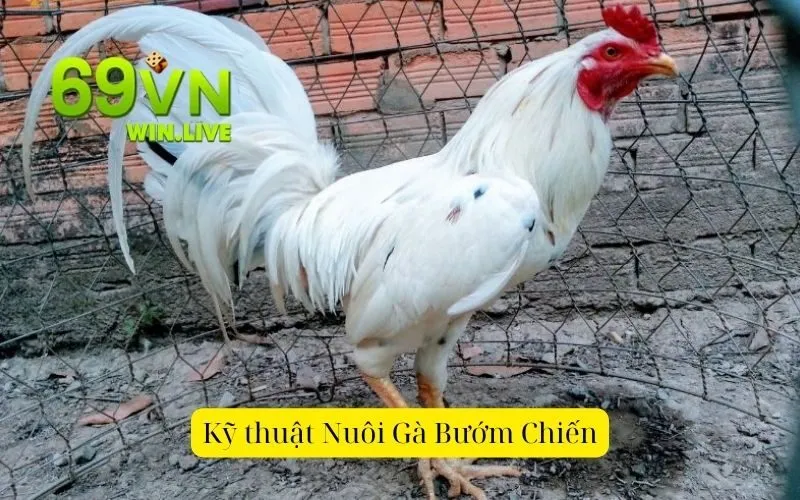 Kỹ thuật Nuôi Gà Bướm Chiến