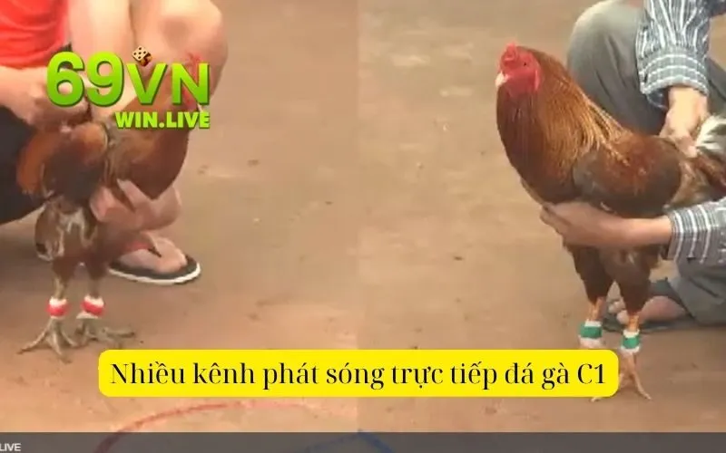 Nhiều kênh phát sóng trực tiếp đá gà C1