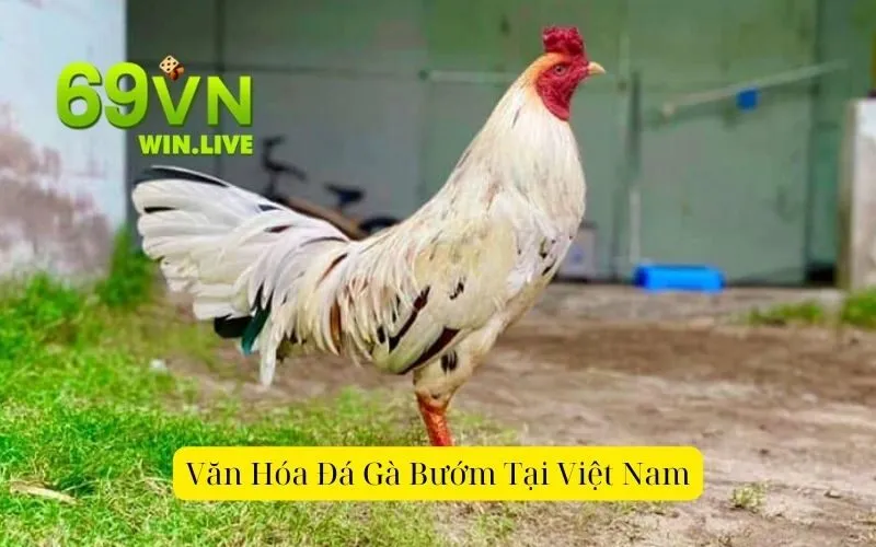 Văn hóa đá gà bướm tại việt nam